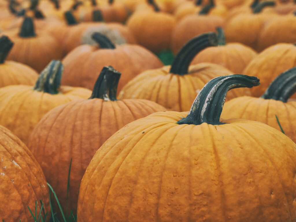 a picture of a collection of pumpkins